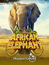 African Elephant